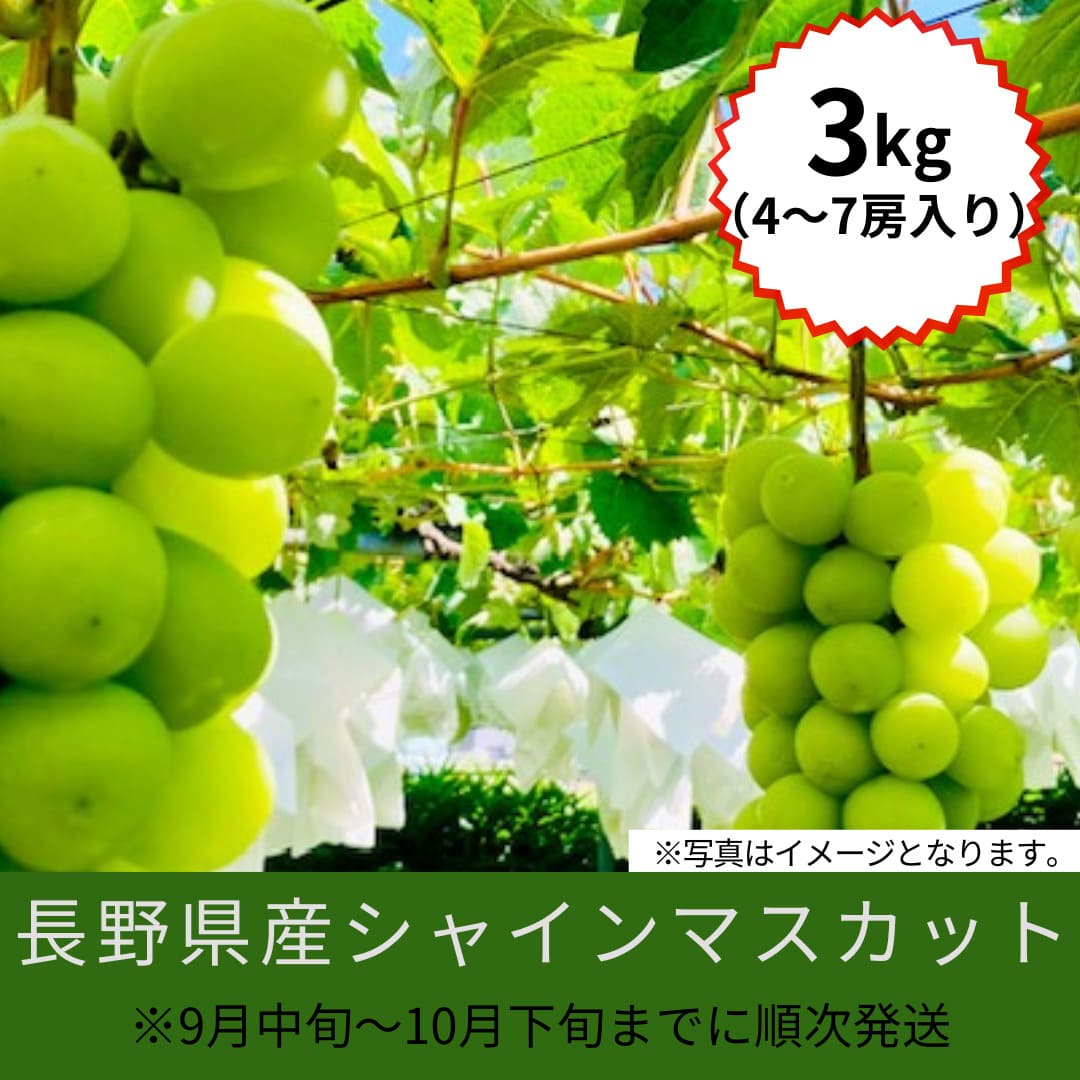 送料込】シャインマスカット3kg（4～7房入り）※9月中旬～10月下旬までに順次発送の通販情報 - ながの東急百貨店ネットショッピング